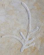 Brachyphyllum nepos SAPORTA 1884 - Bild &copy; FossNet FossilienStore